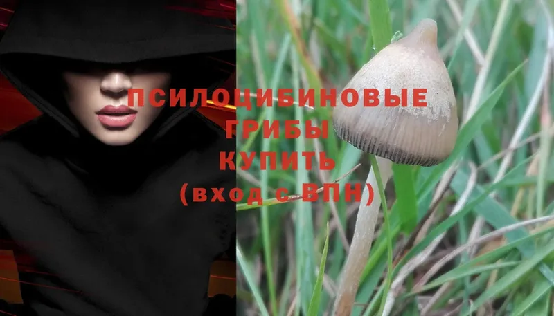 как найти   Тара  Галлюциногенные грибы Magic Shrooms 